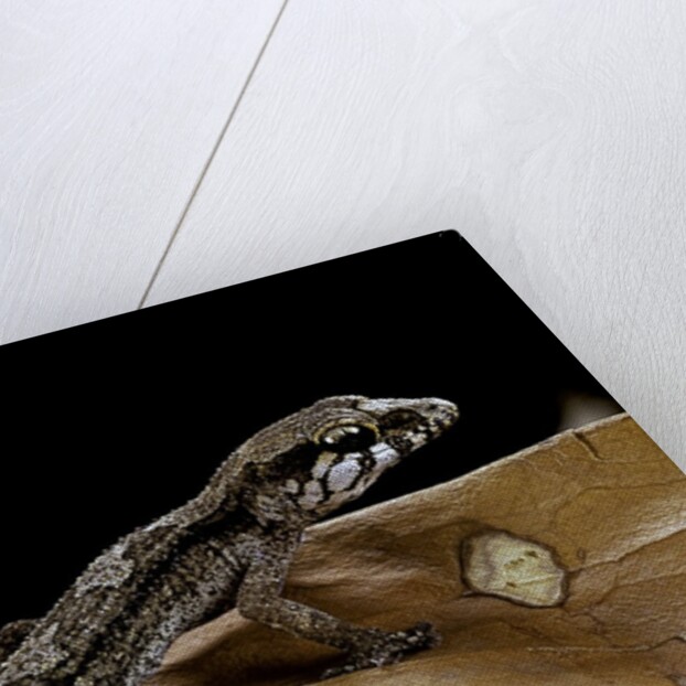 Paroedura androyensis (Grandidier's Madagasoer ground gecko) by Anonymous