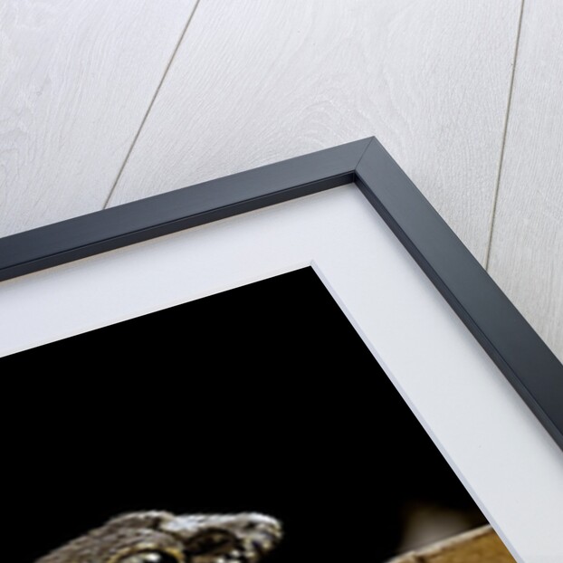 Paroedura androyensis (Grandidier's Madagasoer ground gecko) by Anonymous