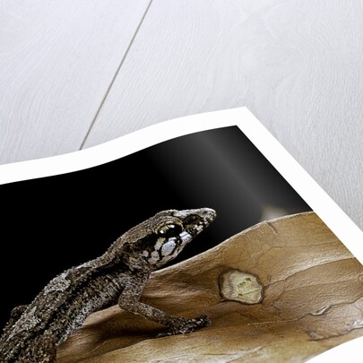 Paroedura androyensis (Grandidier's Madagasoer ground gecko) by Anonymous