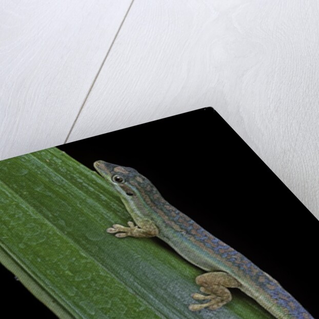Phelsuma cepediana (blue-tailed day gecko) by Anonymous
