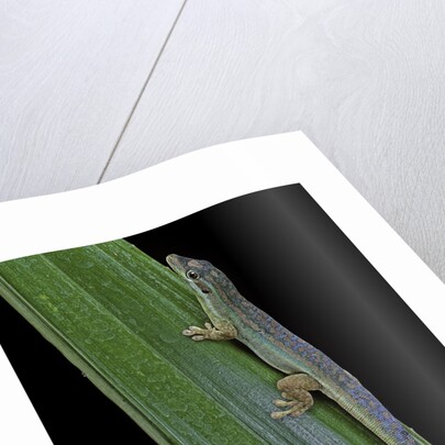 Phelsuma cepediana (blue-tailed day gecko) by Anonymous