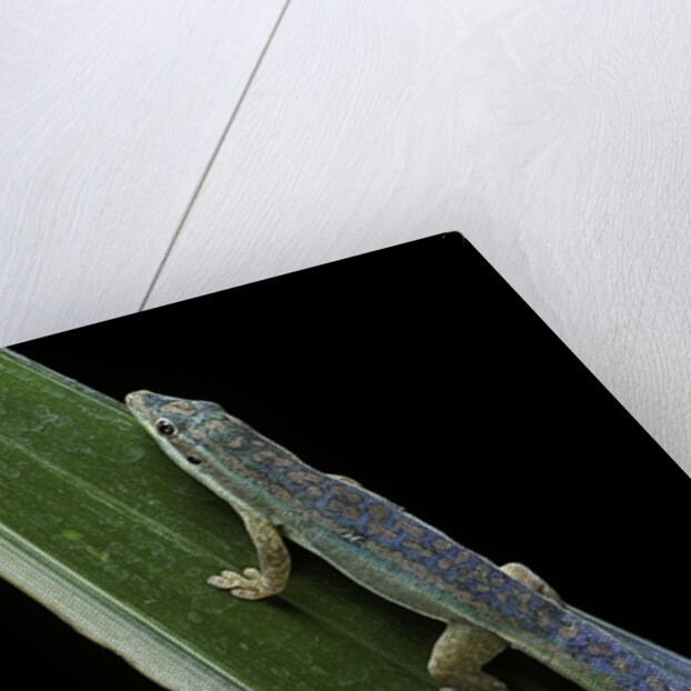 Phelsuma cepediana (blue-tailed day gecko) by Anonymous