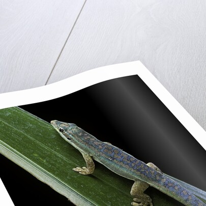 Phelsuma cepediana (blue-tailed day gecko) by Anonymous