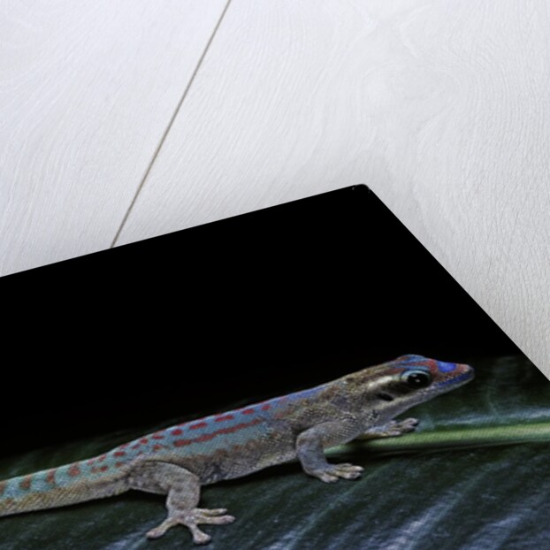 Phelsuma ornata ornata (ornate day gecko) by Anonymous
