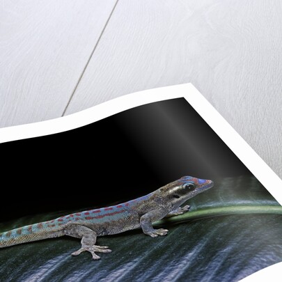 Phelsuma ornata ornata (ornate day gecko) by Anonymous