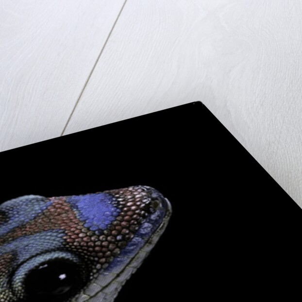 Phelsuma ornata ornata (ornate day gecko) by Anonymous