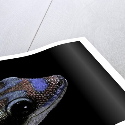 Phelsuma ornata ornata (ornate day gecko) by Anonymous