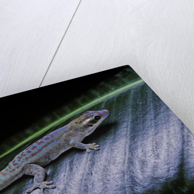 Phelsuma ornata ornata (ornate day gecko) by Anonymous