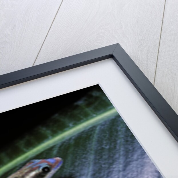 Phelsuma ornata ornata (ornate day gecko) by Anonymous