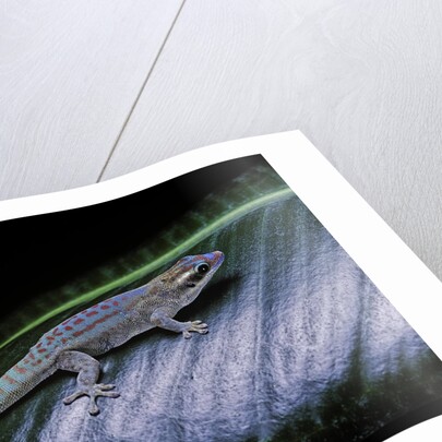 Phelsuma ornata ornata (ornate day gecko) by Anonymous