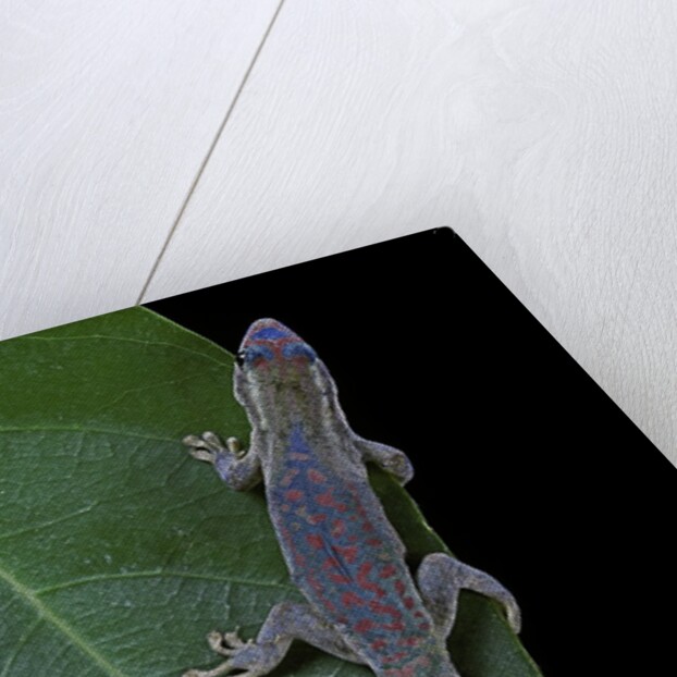 Phelsuma ornata ornata (ornate day gecko) by Anonymous