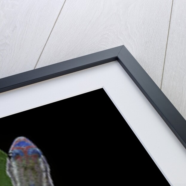 Phelsuma ornata ornata (ornate day gecko) by Anonymous