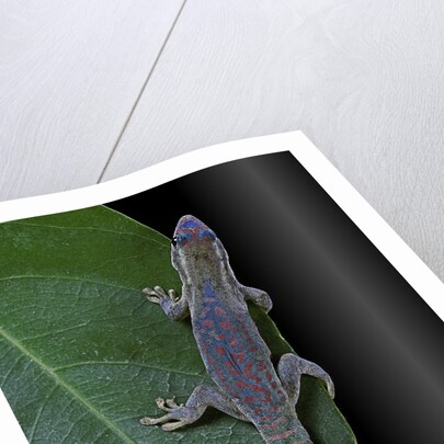 Phelsuma ornata ornata (ornate day gecko) by Anonymous