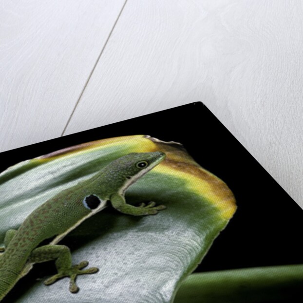 Phelsuma quadriocellata (Peacock day gecko) by Anonymous