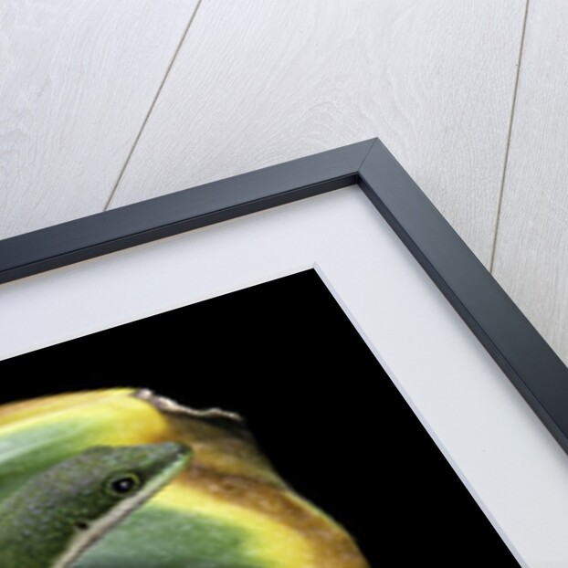 Phelsuma quadriocellata (Peacock day gecko) by Anonymous