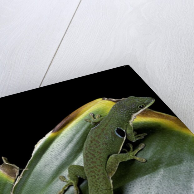 Phelsuma quadriocellata (Peacock day gecko) by Anonymous