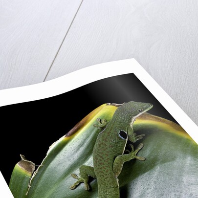 Phelsuma quadriocellata (Peacock day gecko) by Anonymous