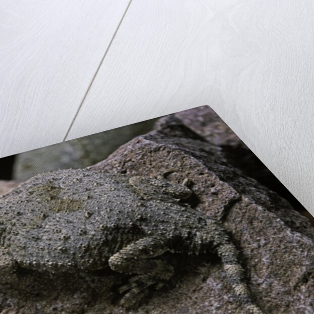 Phrynosoma modestum (roundtailed horned lizard) by Anonymous