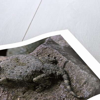 Phrynosoma modestum (roundtailed horned lizard) by Anonymous