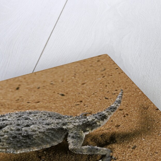 Phrynosoma platyrhinos (desert horned lizard) by Anonymous