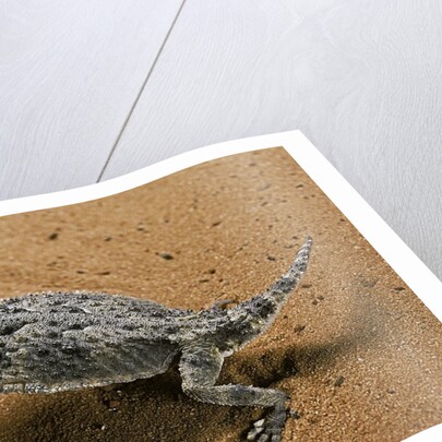 Phrynosoma platyrhinos (desert horned lizard) by Anonymous