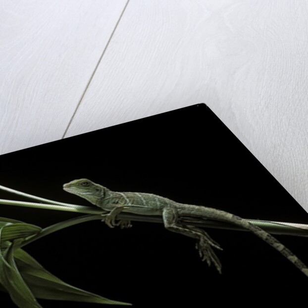 Physignathus coccinus (Asian water dragon) by Anonymous