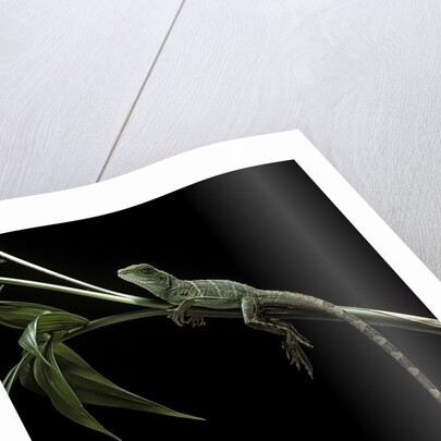 Physignathus coccinus (Asian water dragon) by Anonymous