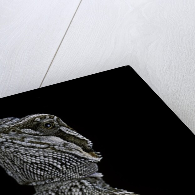 Pogona brevis (bearded dragon) - young by Anonymous