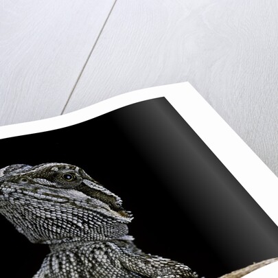 Pogona brevis (bearded dragon) - young by Anonymous