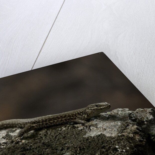 Podarcis muralis (common wall lizard) by Anonymous
