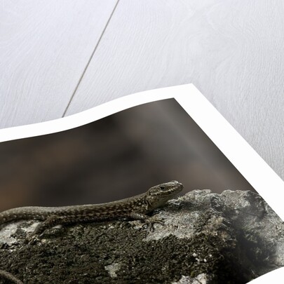 Podarcis muralis (common wall lizard) by Anonymous