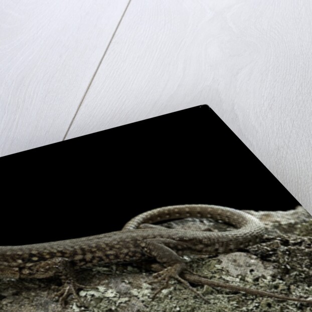 Podarcis muralis (common wall lizard) by Anonymous