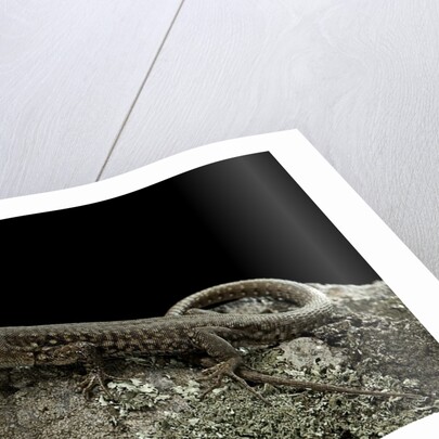 Podarcis muralis (common wall lizard) by Anonymous
