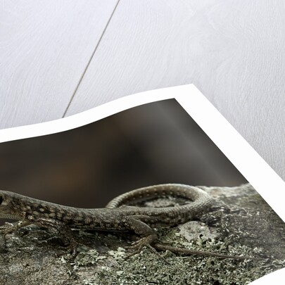 Podarcis muralis (common wall lizard) by Anonymous