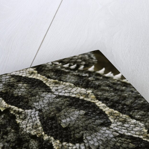 Pogona vitticeps (bearded dragon) - scales by Anonymous