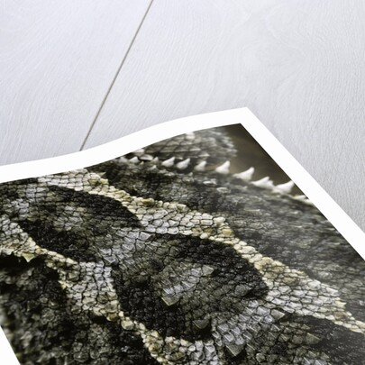 Pogona vitticeps (bearded dragon) - scales by Anonymous
