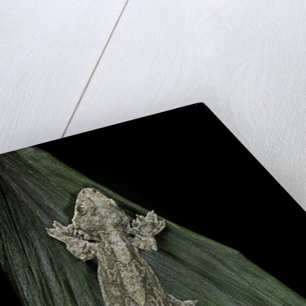 Ptychozoon kuhli (flying gecko) by Anonymous