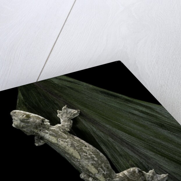 Ptychozoon kuhli (flying gecko) by Anonymous