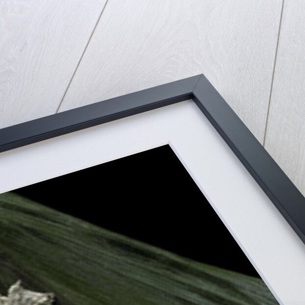 Ptychozoon kuhli (flying gecko) by Anonymous