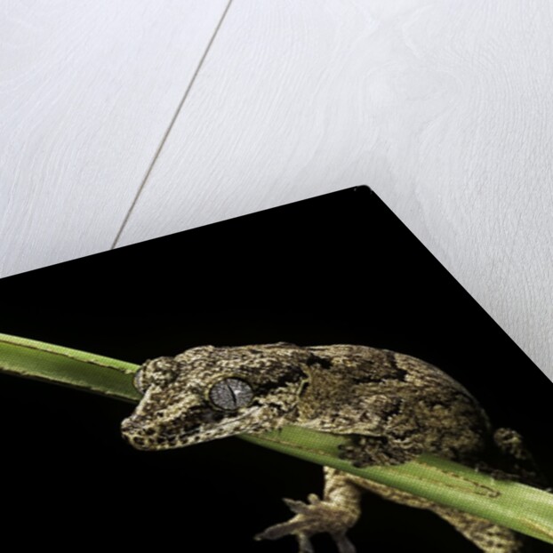 Rhacodactylus auriculatus (gargoyle gecko) by Anonymous