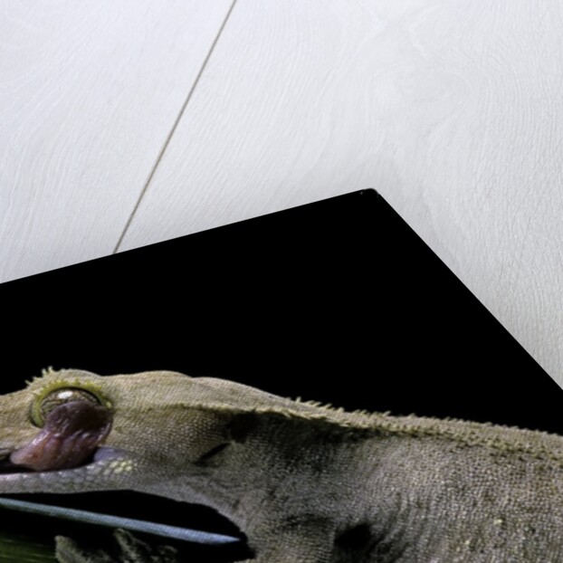 Rhacodactylus ciliatus (eyelash gecko) - cleaning its eye by Anonymous