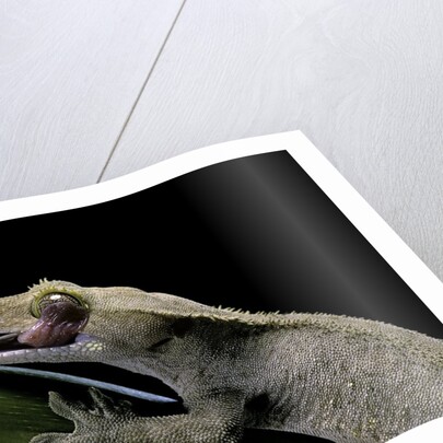 Rhacodactylus ciliatus (eyelash gecko) - cleaning its eye by Anonymous