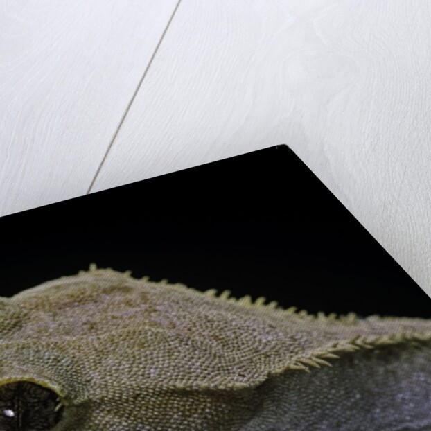 Rhacodactylus ciliatus (eyelash gecko) by Anonymous