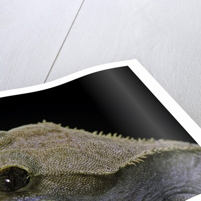 Rhacodactylus ciliatus (eyelash gecko) by Anonymous