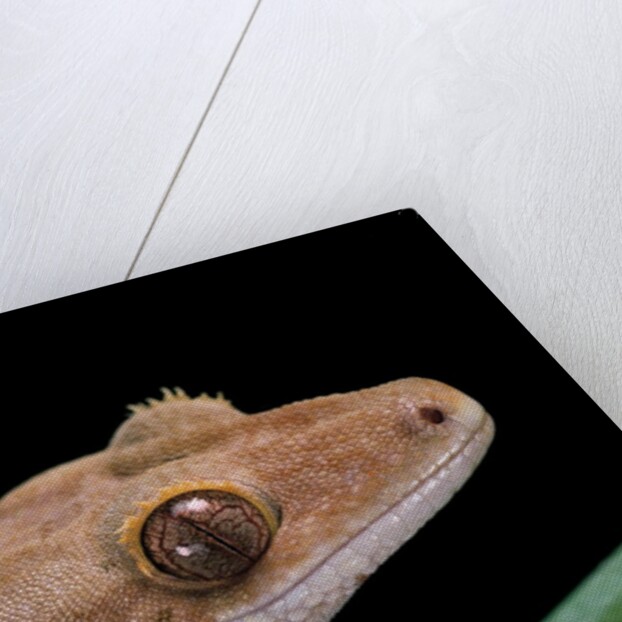 Rhacodactylus ciliatus (eyelash gecko) by Anonymous