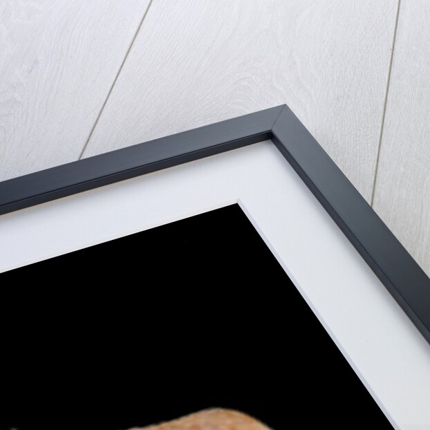 Rhacodactylus ciliatus (eyelash gecko) by Anonymous