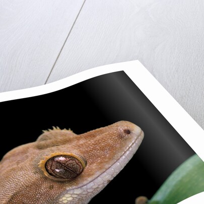 Rhacodactylus ciliatus (eyelash gecko) by Anonymous