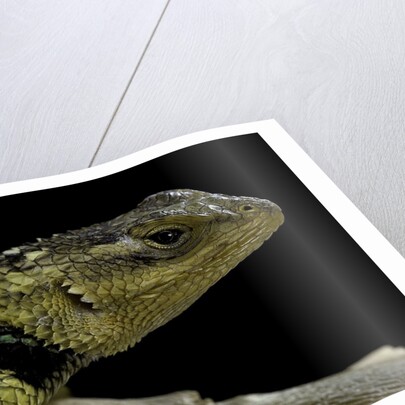 Sceloporus cyanogenys (blue spiny lizard) by Anonymous