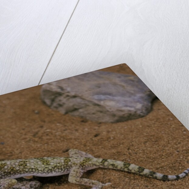 Stenodactylus sthenodactylus (elegant gecko, Lichtenstein's short-fingered gecko) by Corbis