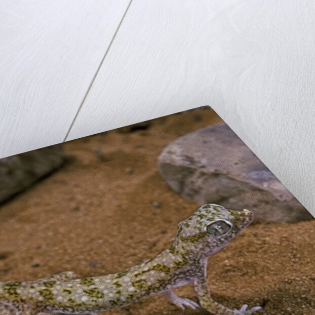 Stenodactylus sthenodactylus (elegant gecko, Lichtenstein's short-fingered gecko) by Anonymous